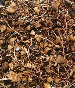 Liberty Caps
