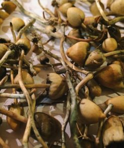Liberty Caps mushrooms