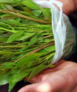 Buy Khat plant Online
