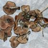 Flying Saucer Mushrooms